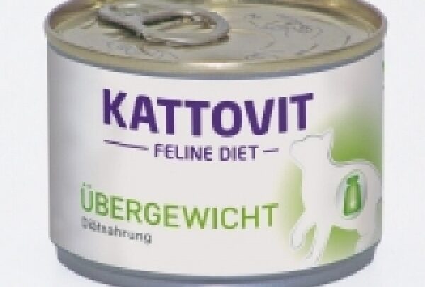 Kattovit