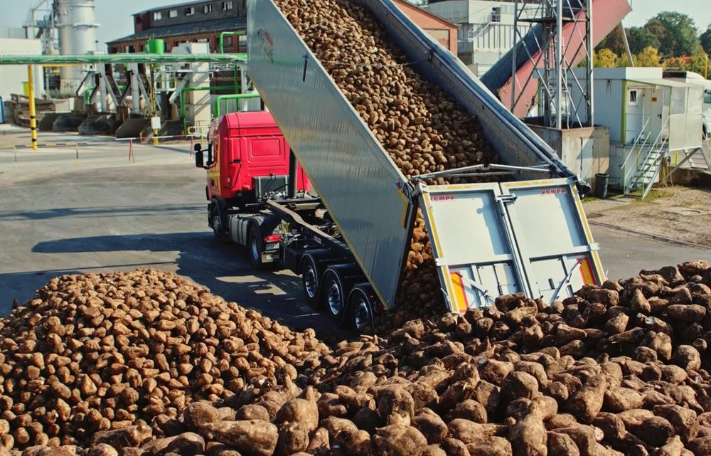 Polskie cukrownie: produkcja cukru w Polsce, lista producentów