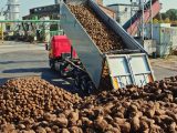 Polskie cukrownie: produkcja cukru w Polsce, lista producentów